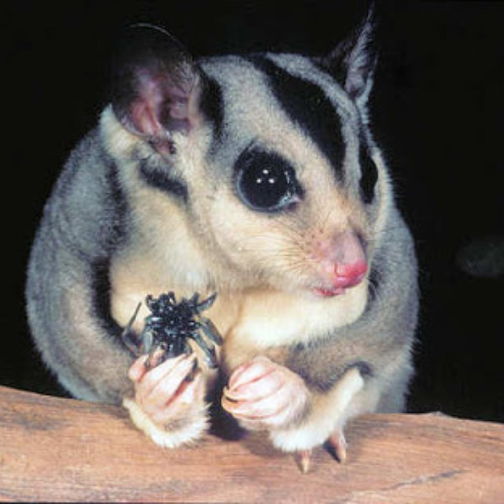 Sugar Glider Information